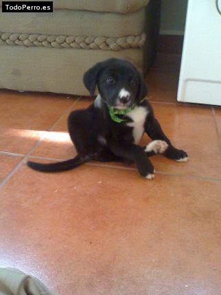 Foto del perro Skyy