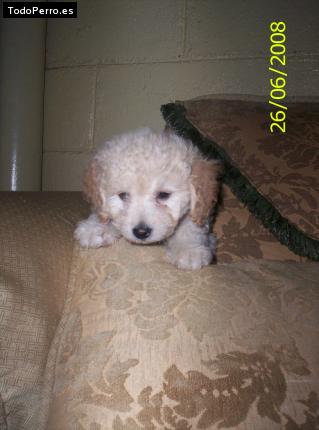 Foto del perro Sugar