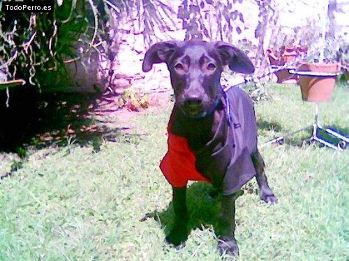 Foto del perro Sarni