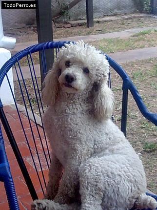 La foto del perro Junior Foto del perro Junior