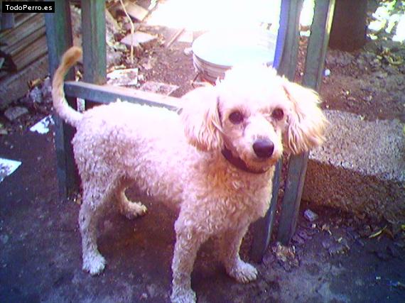 La foto del perro Chicarcas Foto del perro Chicarcas