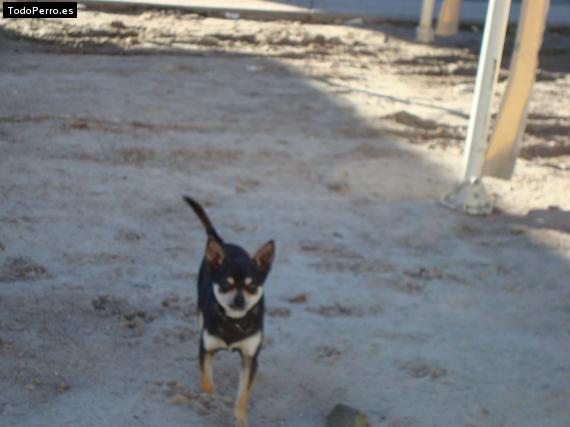 La foto del perro Cuco Foto del perro Cuco