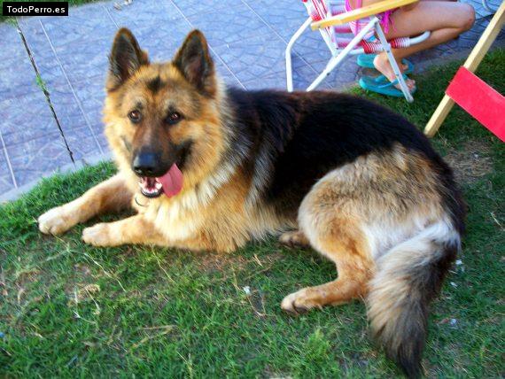 Foto del perro Conan