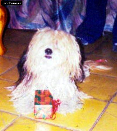 Foto del perro Bocho