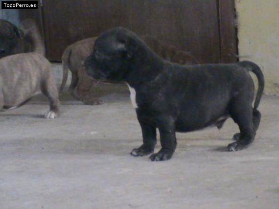 Foto del perro Tomas