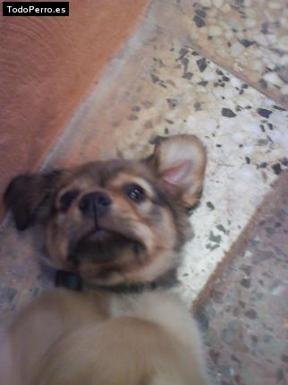 Foto del perro Cachimba