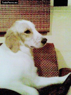 Foto del perro Suky