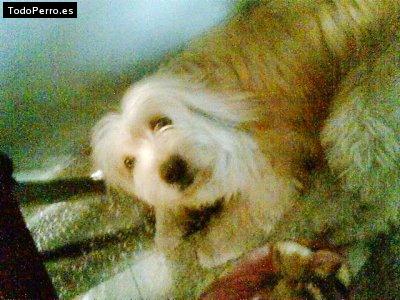 La foto del perro Chikin Foto del perro Chikin