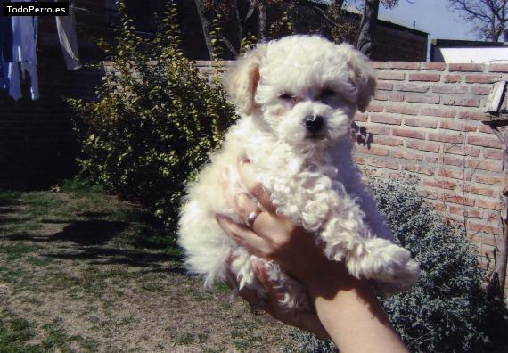 La foto del perro Camilo Foto del perro Camilo