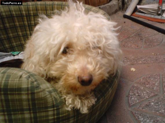 La foto del perro Camila Foto del perro Camila