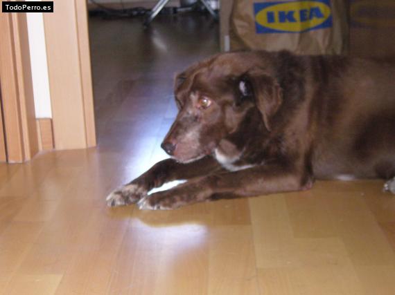Foto del perro Tano