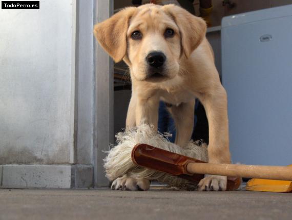 Foto del perro Victor