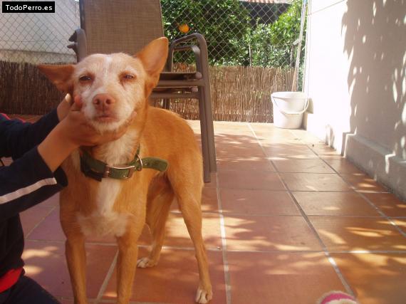 Foto del perro Rubia