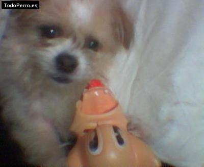 Foto del perro Noa