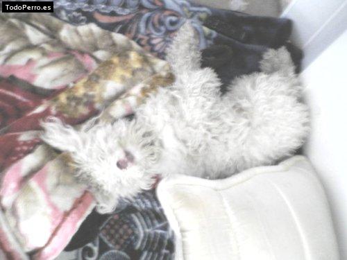 Foto del perro Chibilin