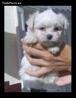 Foto del perro Teodoro