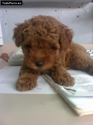 Foto del perro Rodrigo