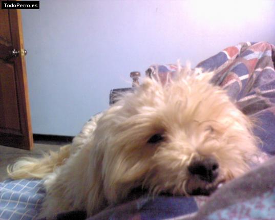 Foto del perro Cliford