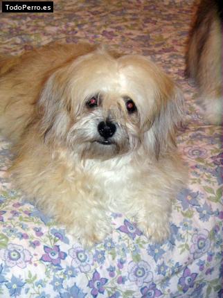 Foto del perro Romina