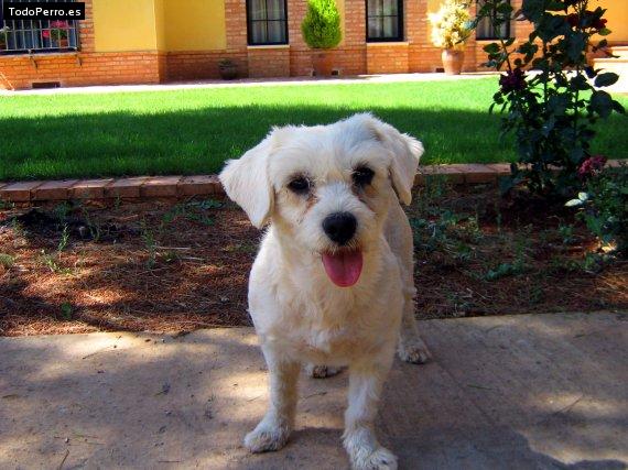 Foto del perro Boston