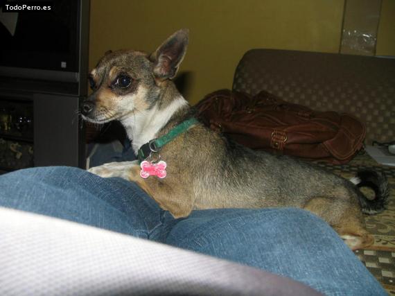 Foto del perro Camilla