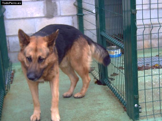 Foto del perro Rex