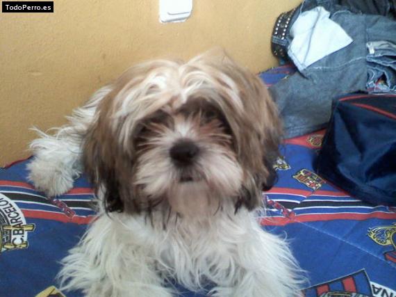 Foto del perro Chivu