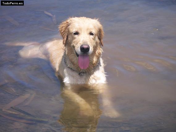 Foto del perro Sasha