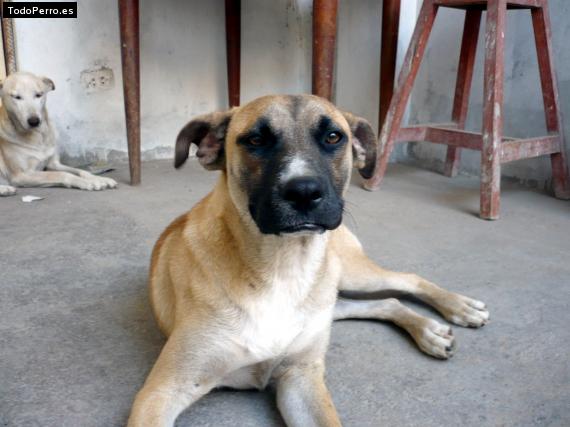 Foto del perro Chiki