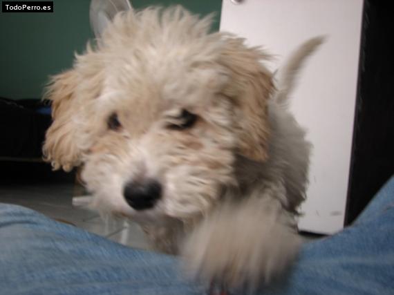 Foto del perro Chester