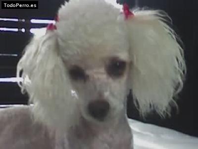 Foto del perro Candy