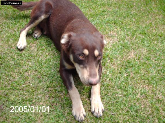 Foto del perro Cuca