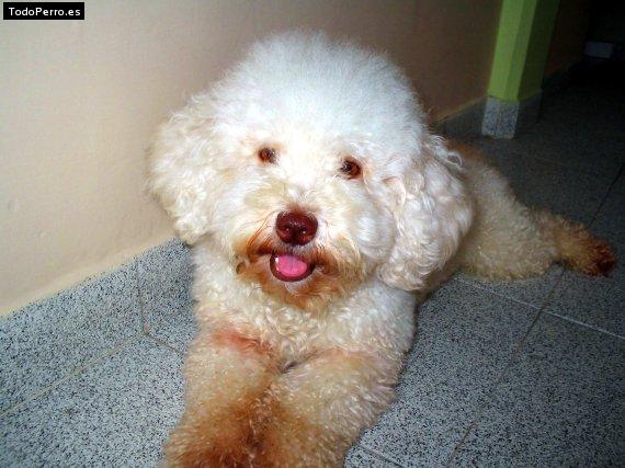 Foto del perro Munyeco