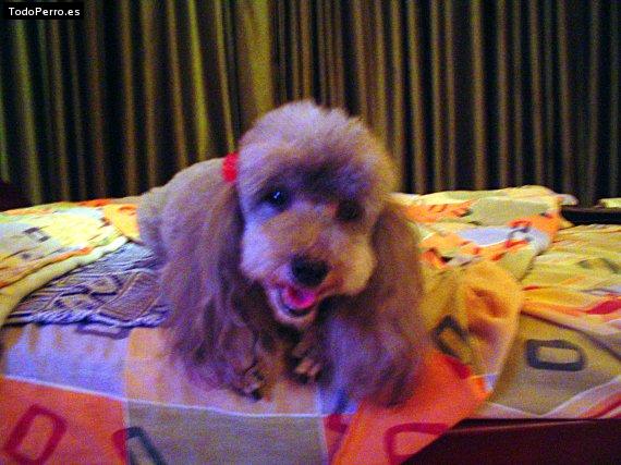 Foto del perro Negra