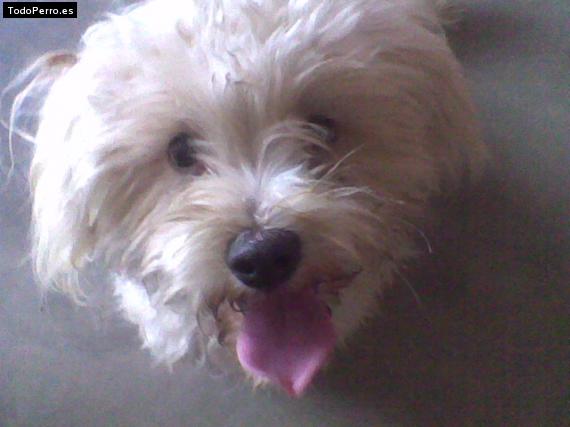 Foto del perro Cliford