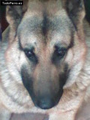 Foto del perro Simba