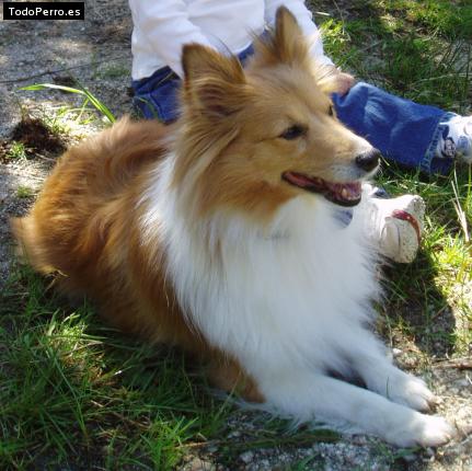 Foto del perro Bafi