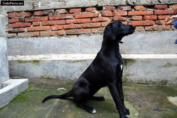 Foto del perro Carmela