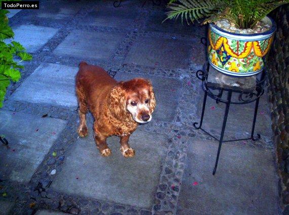 Foto del perro Brandy