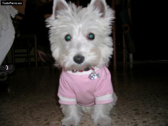 Foto del perro Daisy