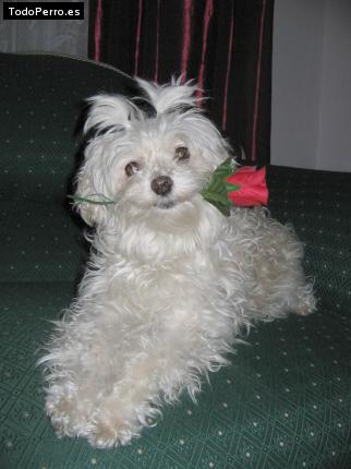 Foto del perro Niña