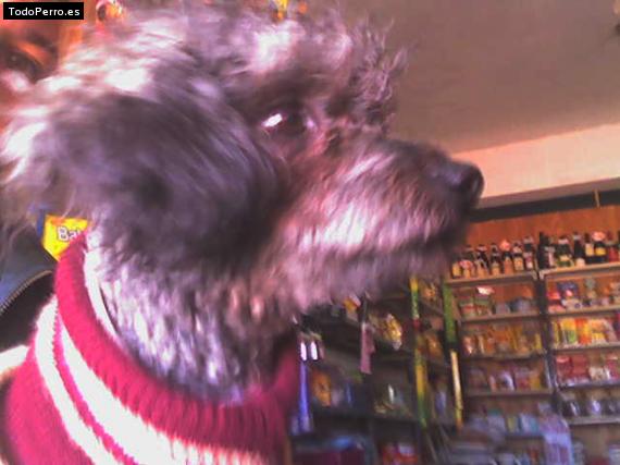 Foto del perro Corina