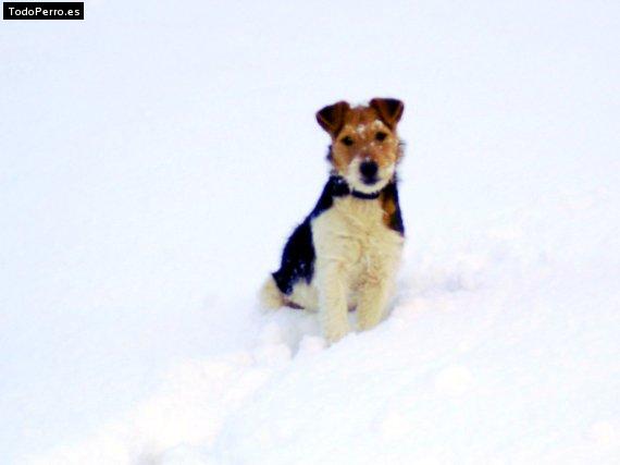 Foto del perro Yako