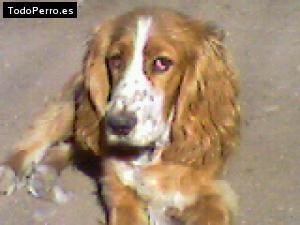 Foto del perro Teo
