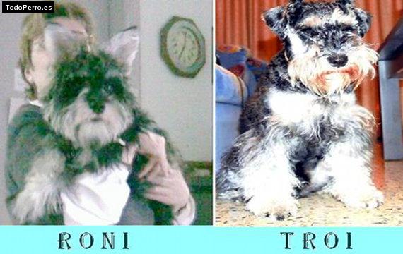 Foto del perro Roni   y  troy