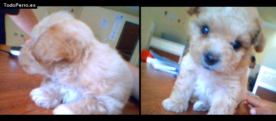 Foto del perro Chocolate