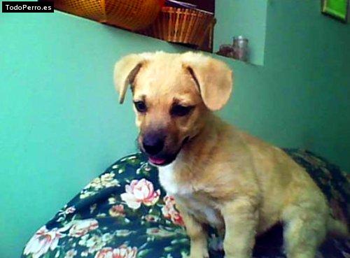 Foto del perro Napoleon