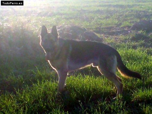 Foto del perro Sherk