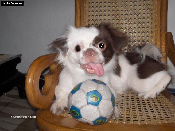 Foto del perro Mafalda