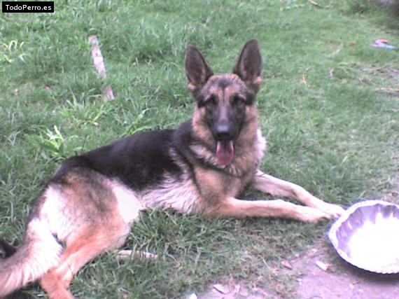 Foto del perro Terpsicore